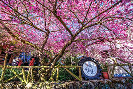 2024 Alishan Photography Contest (36)