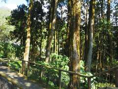 奮起湖肖楠母樹林周邊步道
