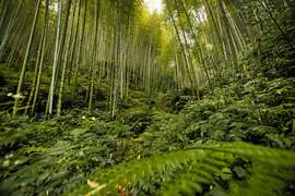 【草嶺村落】漫行、品茗、植語食