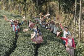 採茶體驗