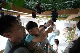 山田慢耕場-葡萄採收