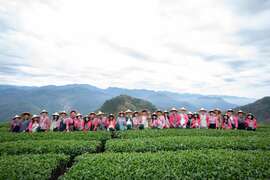 新人們採茶體驗大合照