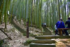 隱身在竹林裡的步道