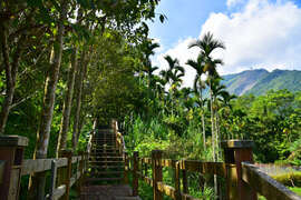 穿越林蔭間的木棧階梯