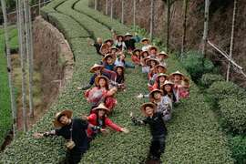 茗園茶叄代採茶體驗
