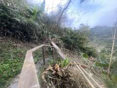 雲潭步道樹倒