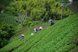 珍愛步道途經茶園
