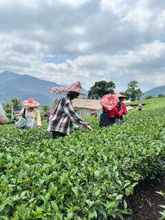 換上採茶裝備走入茶園