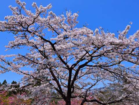 A carefree hiking trip in Alishan