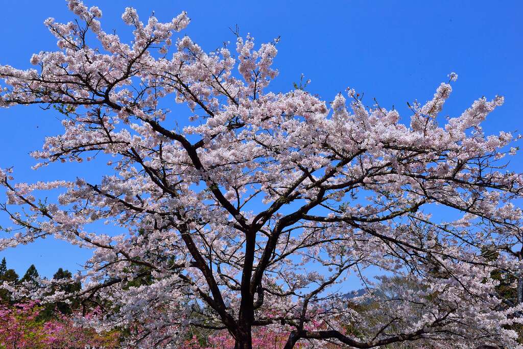 阿里山で気軽にハイキング