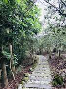 香樟林步道景色