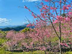 滿滿的粉紅櫻花樹