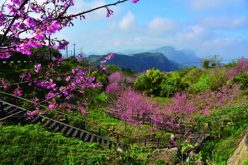 櫻之道能看見櫻花樹、綠意和遠山風景