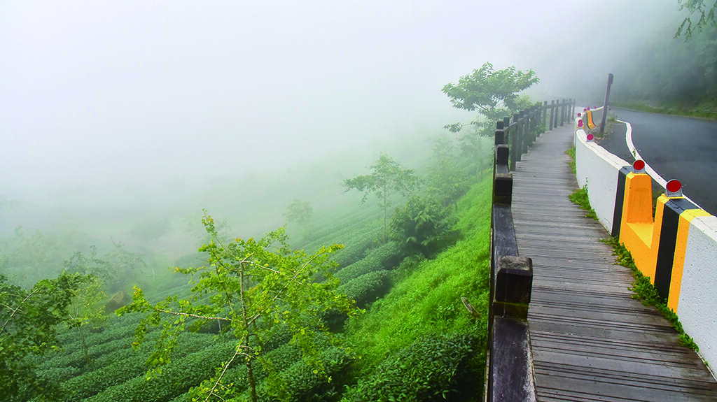 木棧階梯緩緩而上，環繞的茶園景觀也愈加廣闊