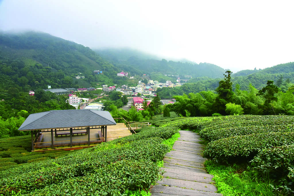 雲之南道路途經過茶園景致