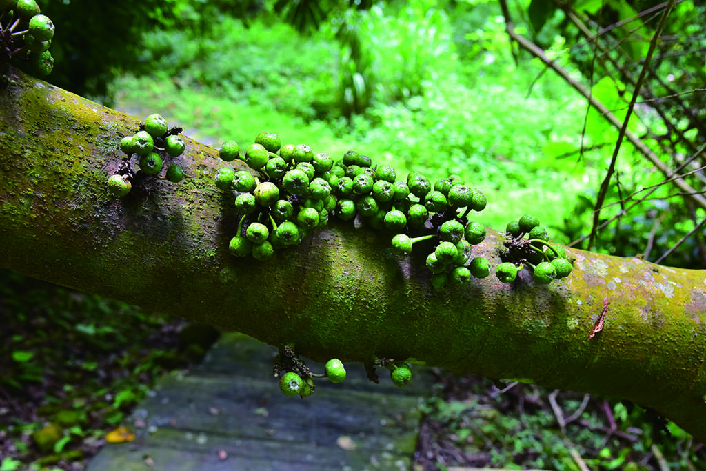 香樟林步道的水同木
