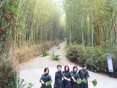 Four Seasons of Alishan Tea Tourism – A Winter Tea Party in the Bamboo Forest