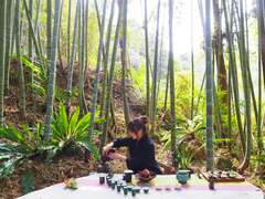 Four Seasons of Alishan Tea Tourism – A Winter Tea Party in the Bamboo Forest