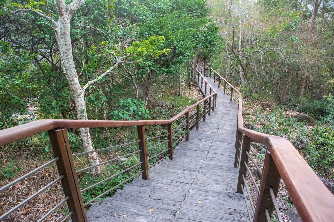 Tefuye Trail(Giant Camphor Trees)