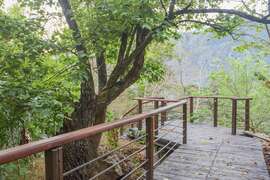 特富野歩道(クスノキ巨木群)