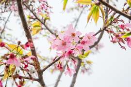 石棹遊歩道群-桜の道