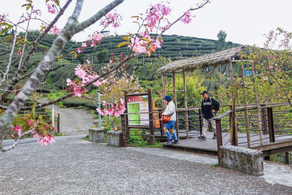 Shizhuo Trails System-The Trail of Cherry Blossom