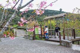 石棹遊歩道群-桜の道