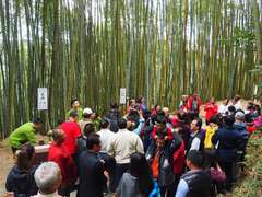 阿里山四季茶の旅　冬の竹林茶会