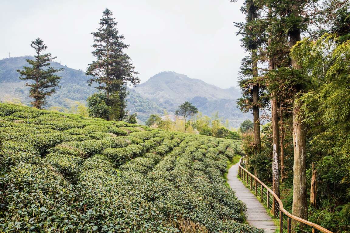 旁邊為夢幻茶園