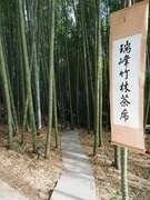 阿里山四季茶の旅　冬の竹林茶会