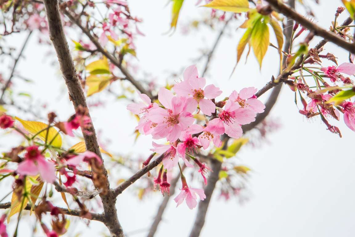 Shizhuo Trails System-The Trail of Cherry Blossom