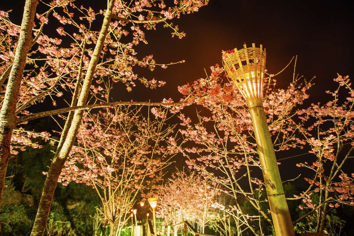 石棹遊歩道群-桜の道
