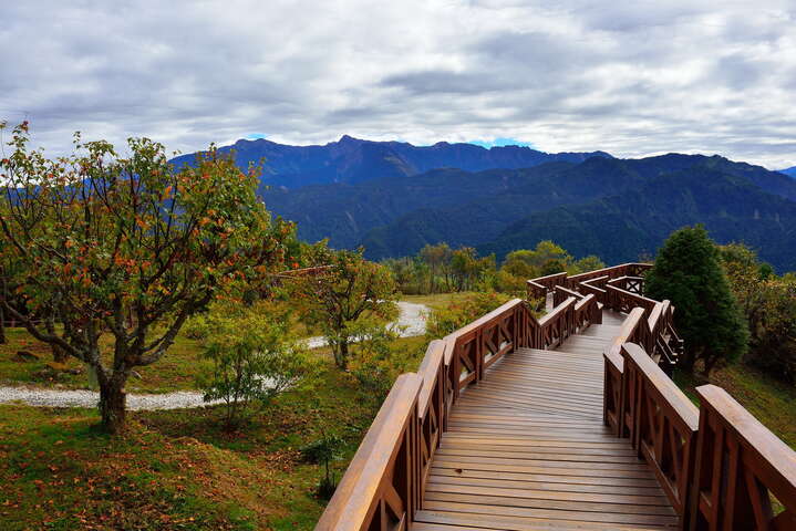 小笠原山木棧道旁的台灣紅榨槭