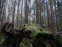 阿里山森林原為台灣的三大林場之一