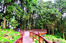 阿里山台灣肖楠木樹林