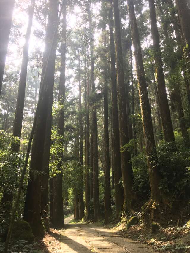 阿里山頂湖牛樟木林景觀