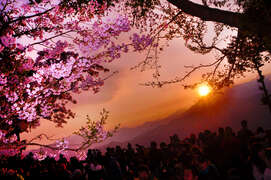 Sunrise and sakura
