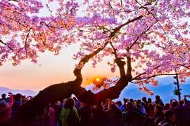 祝山日出與櫻花相互輝映