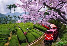 浪漫茶鄉小火車