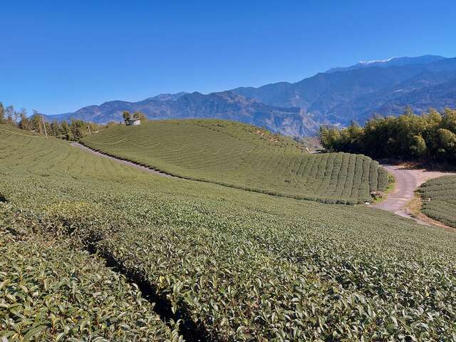 隙頂瑞峰製茶所（照片由店家授權）