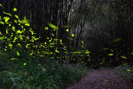 The best firefly watching spot in Taiwan not to be missed