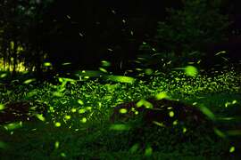 The best firefly watching spot in Taiwan not to be missed
