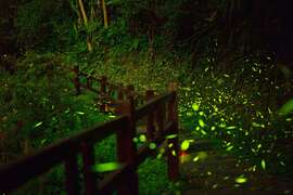 The best firefly watching spot in Taiwan not to be missed