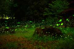 Alishan firefly season in April - Twinkles in the mountain night sky.