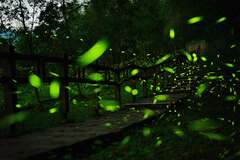 Alishan firefly season in April - Twinkles in the mountain night sky.