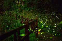 Alishan firefly season in April - Twinkles in the mountain night sky.
