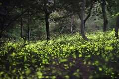 Alishan firefly season in April - Twinkles in the mountain night sky.