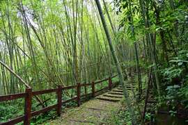 生意盎然的荒野
