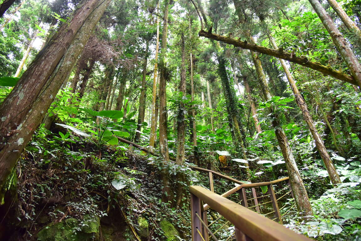 穿梭在杉木林間的木棧步道