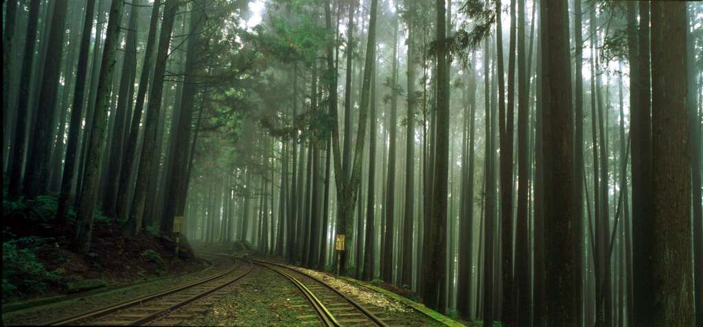 The five wonders of Alishan - Forest